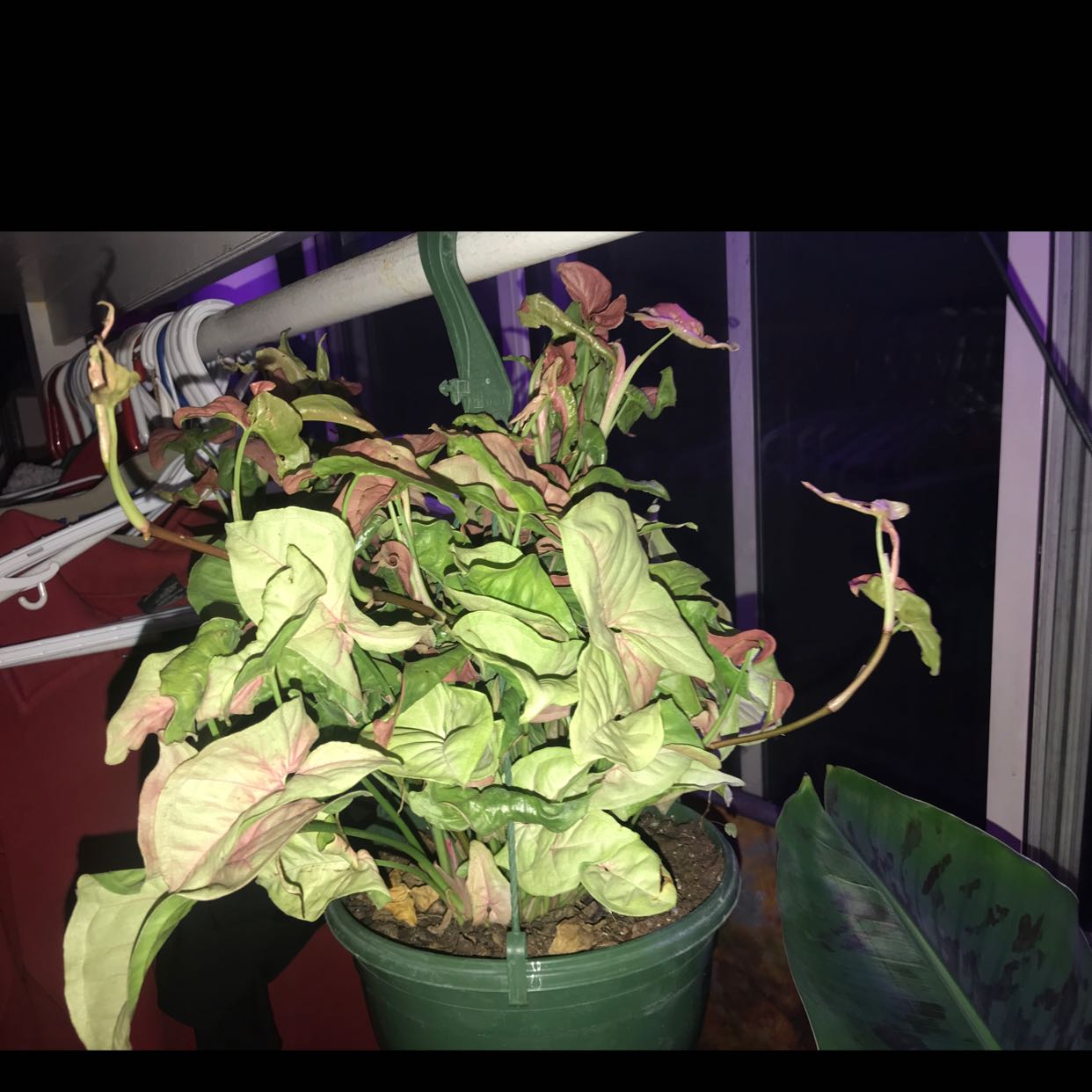 Pink Arrowhead Vine in a green pot with some yellowing and browning leaves.