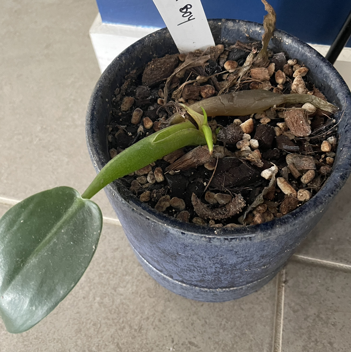 Photo of the plant species Philodendron 'Green Fat Boy' by @Petunia411 named Fat Boy on Greg, the plant care app