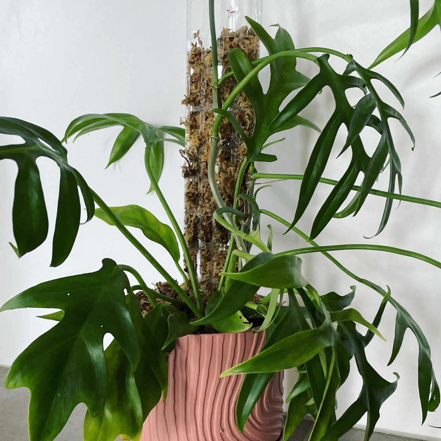 Photo of the plant species Philodendron distantilobum by @Petunia411 named Cinderella on Greg, the plant care app