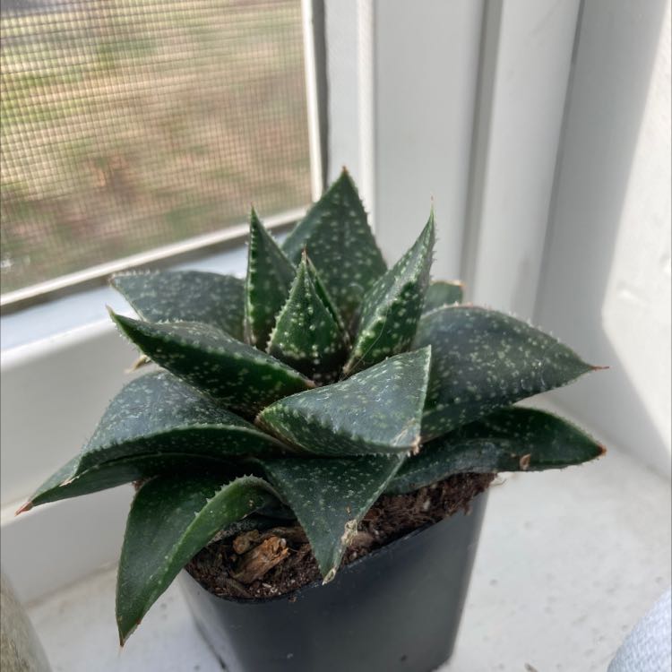 Gasteraloe 'Flow' plant in a small pot on a windowsill, appearing healthy.