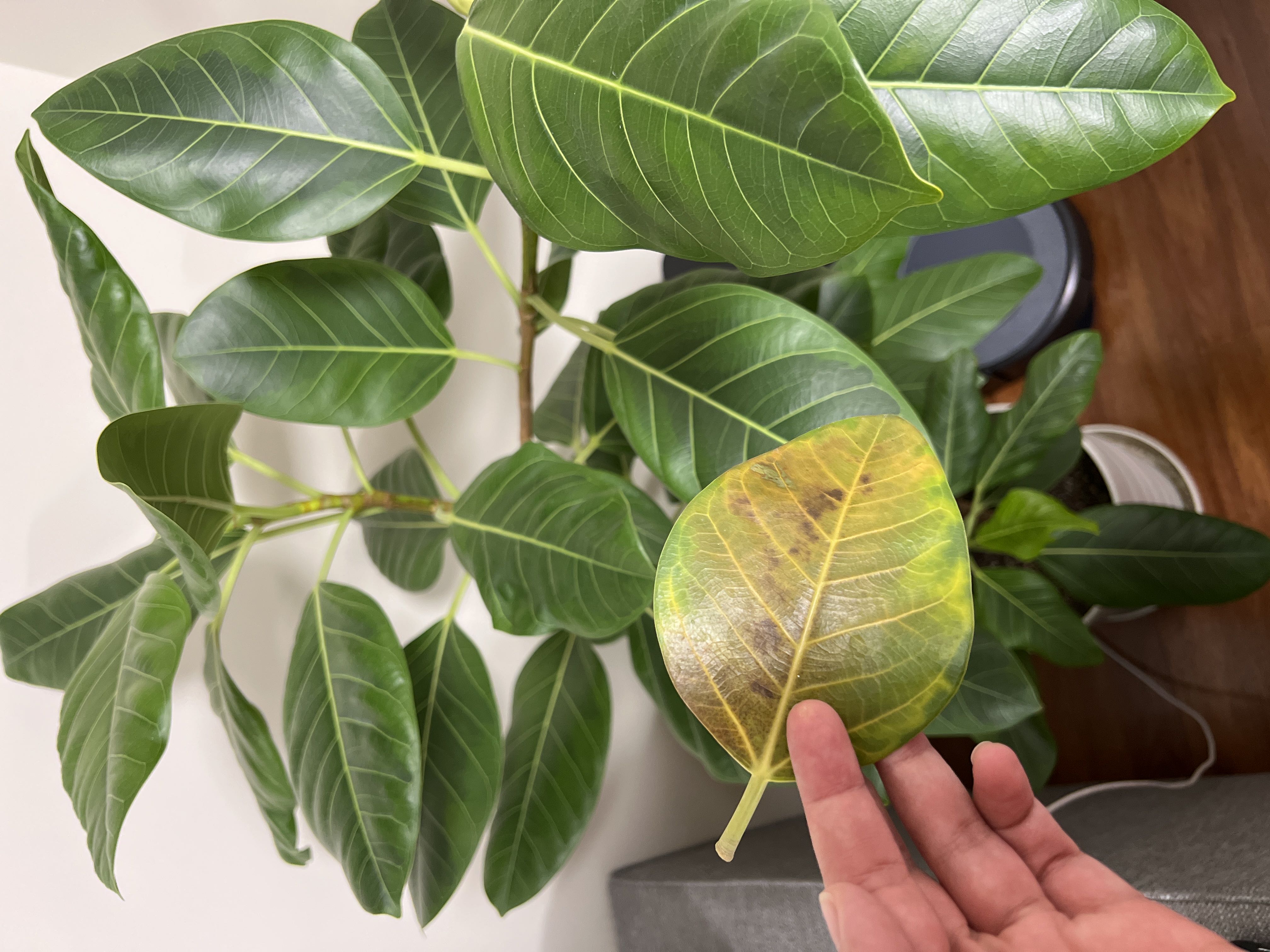 Got this leaf off my council tree…