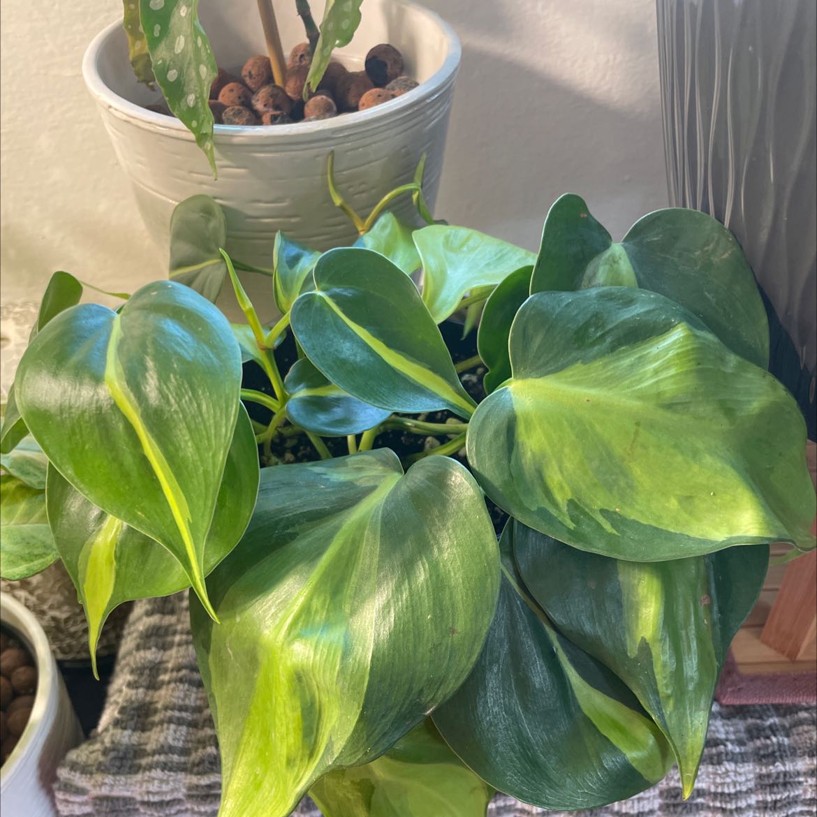 Brazil Philodendron with vibrant green and yellow variegated leaves in a pot.