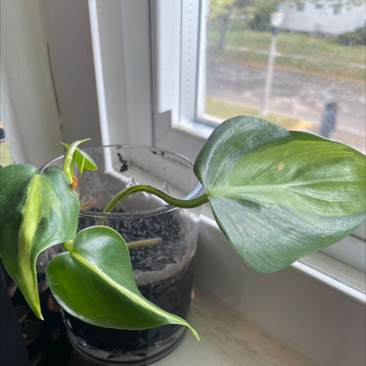Brazil Philodendron plant in a transparent container with visible soil, placed by a window.