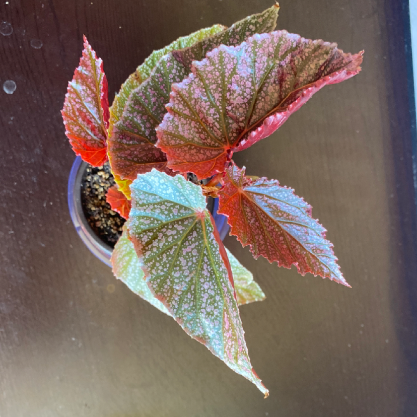 Plant care for Butterfly Begonia on Greg, the plant care app