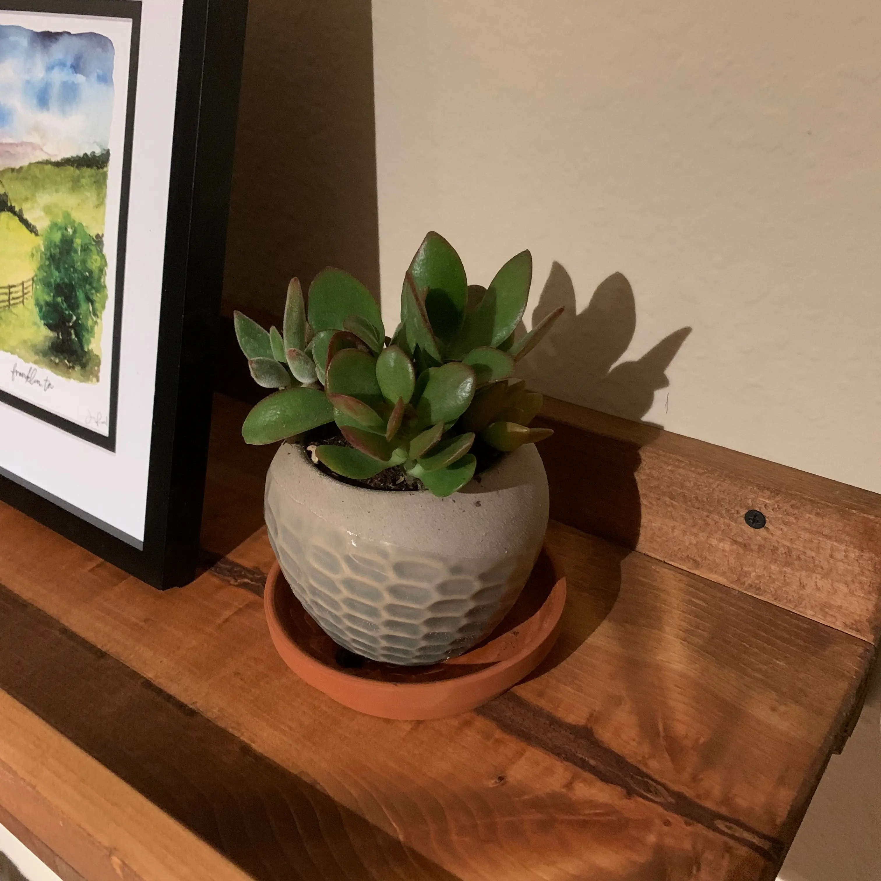 Photo of the plant species Bunny Ear Succulent by @HeirPotato named Succulent on Greg, the plant care app
