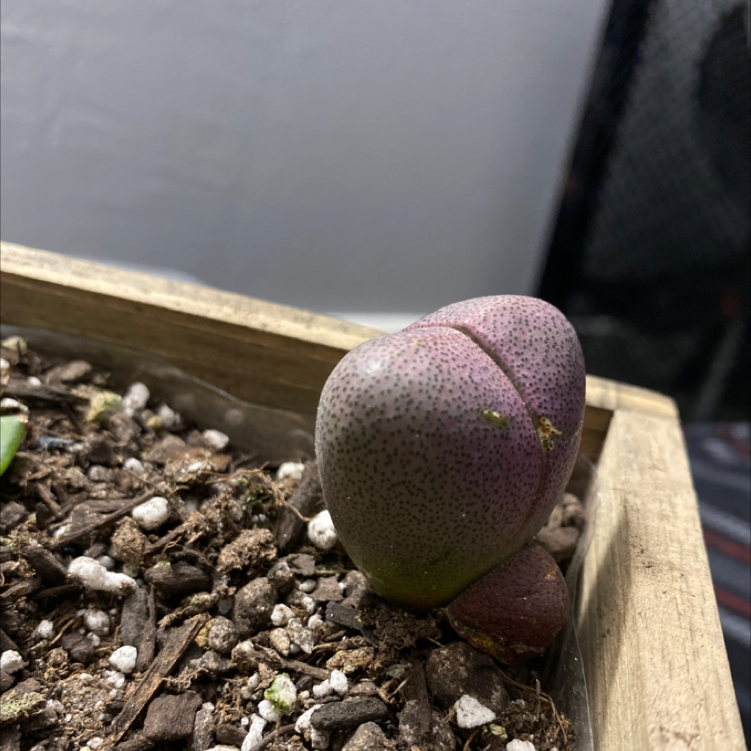 Bakersfield Beavertail Cactus in a wooden planter with visible soil.