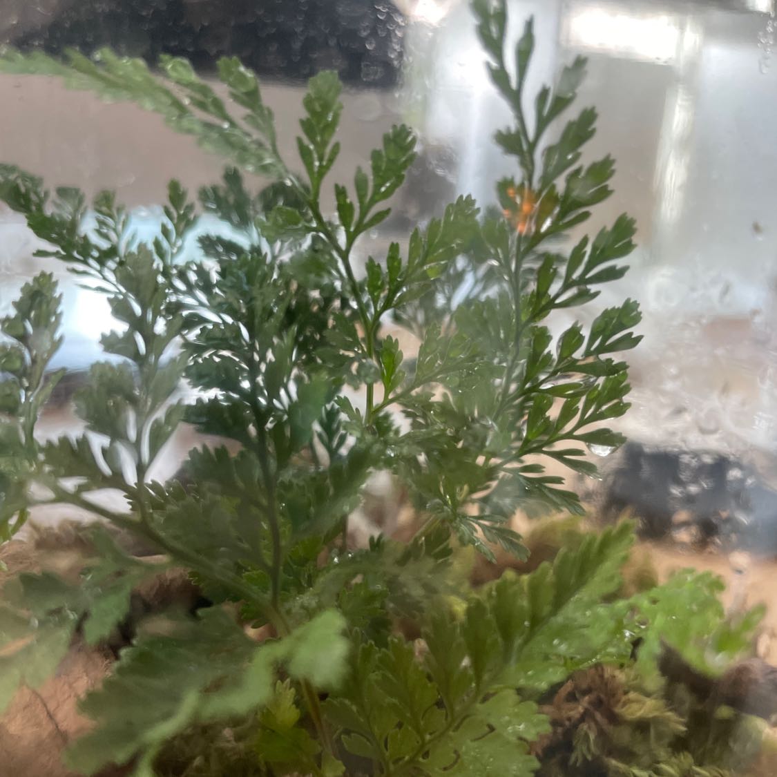 Hen and Chicken Fern with green fronds in focus, slightly blurred background.