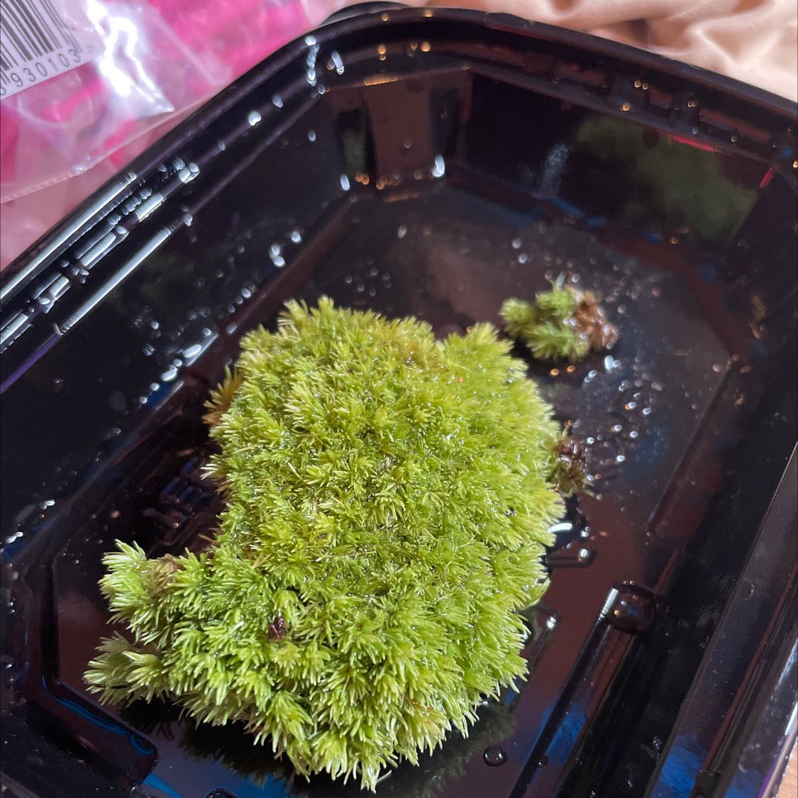 A clump of Large White-Moss in a black plastic container, appearing healthy and vibrant.