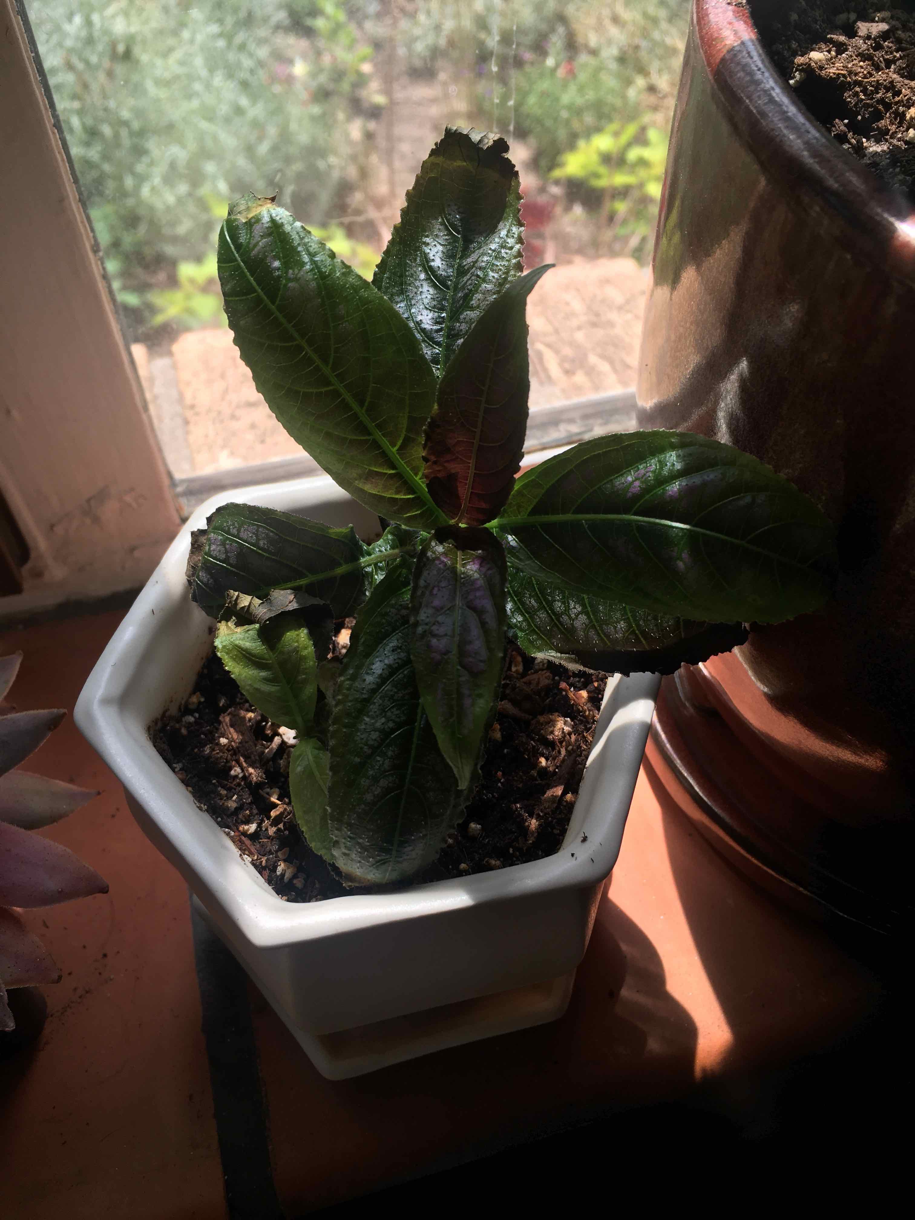 Persian Shield plant in a white pot with dark green and purple leaves, soil visible.