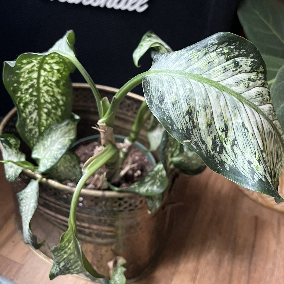Dieffenbachia plant photo by @Lunarlea named Hannah on Greg, the plant care app.