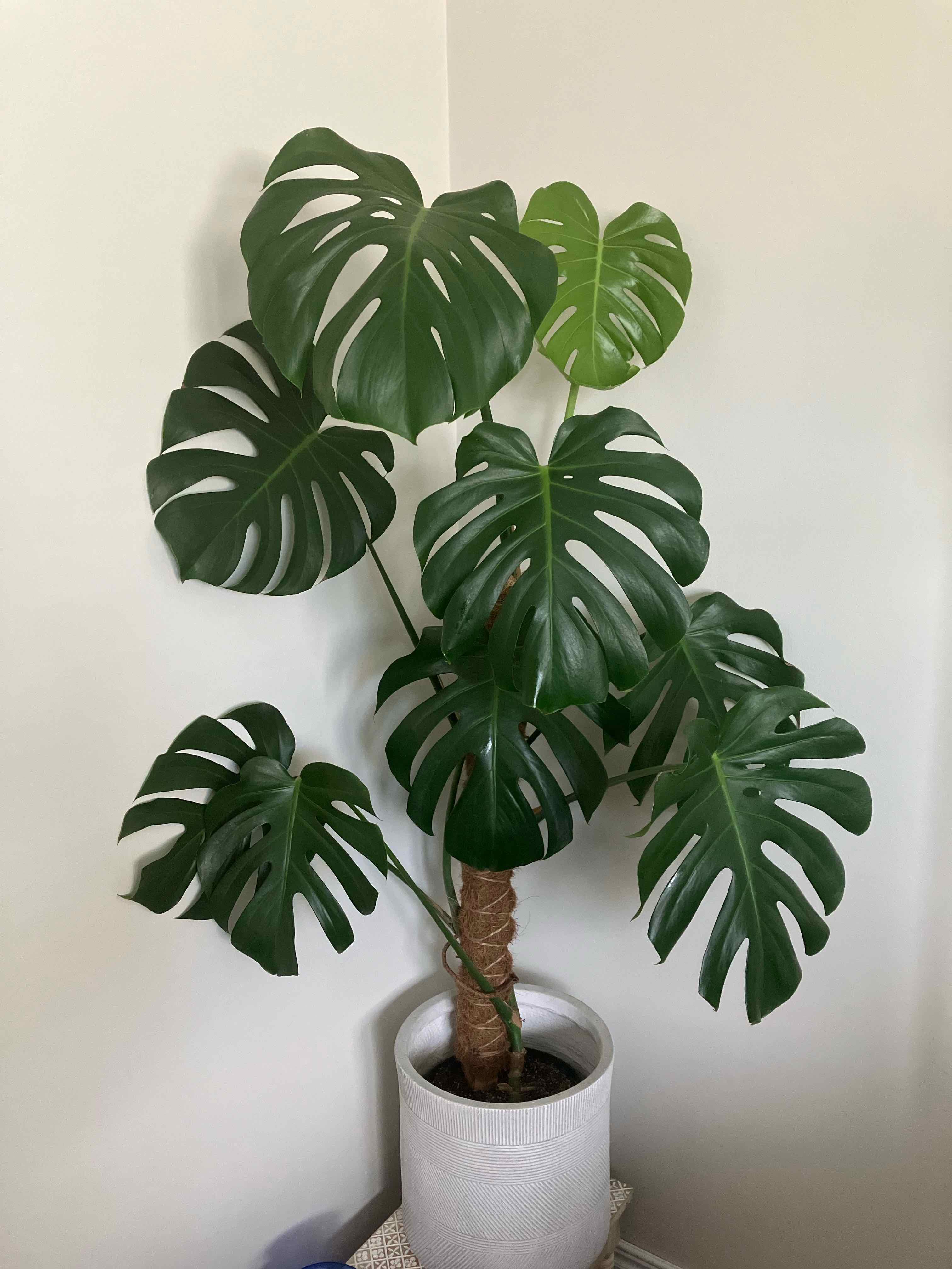 Monstera plant photo by @Coolcatsnplants named Jasper on Greg, the plant care app.