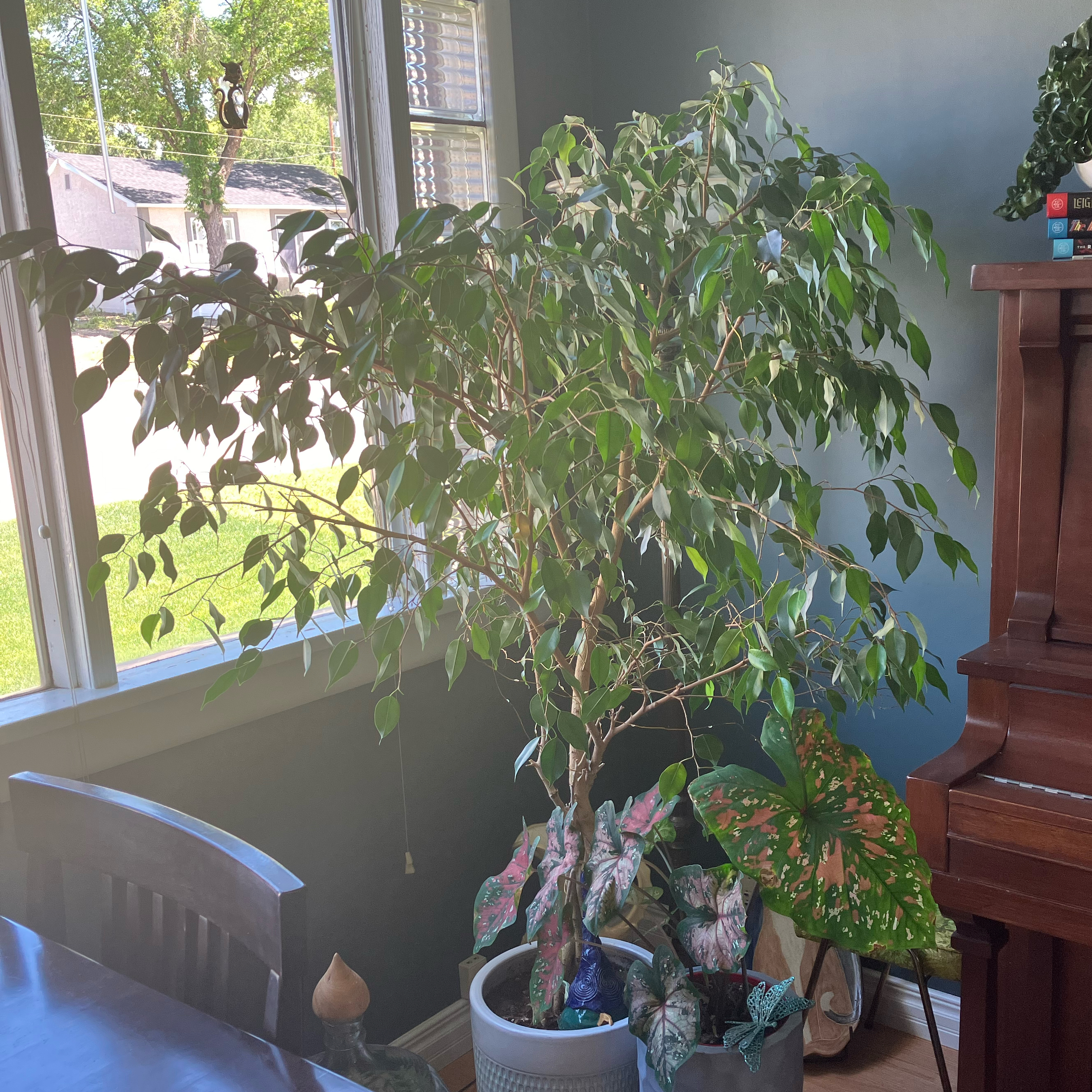 Weeping Fig plant photo by @Coolcatsnplants named Fig T on Greg, the plant care app.