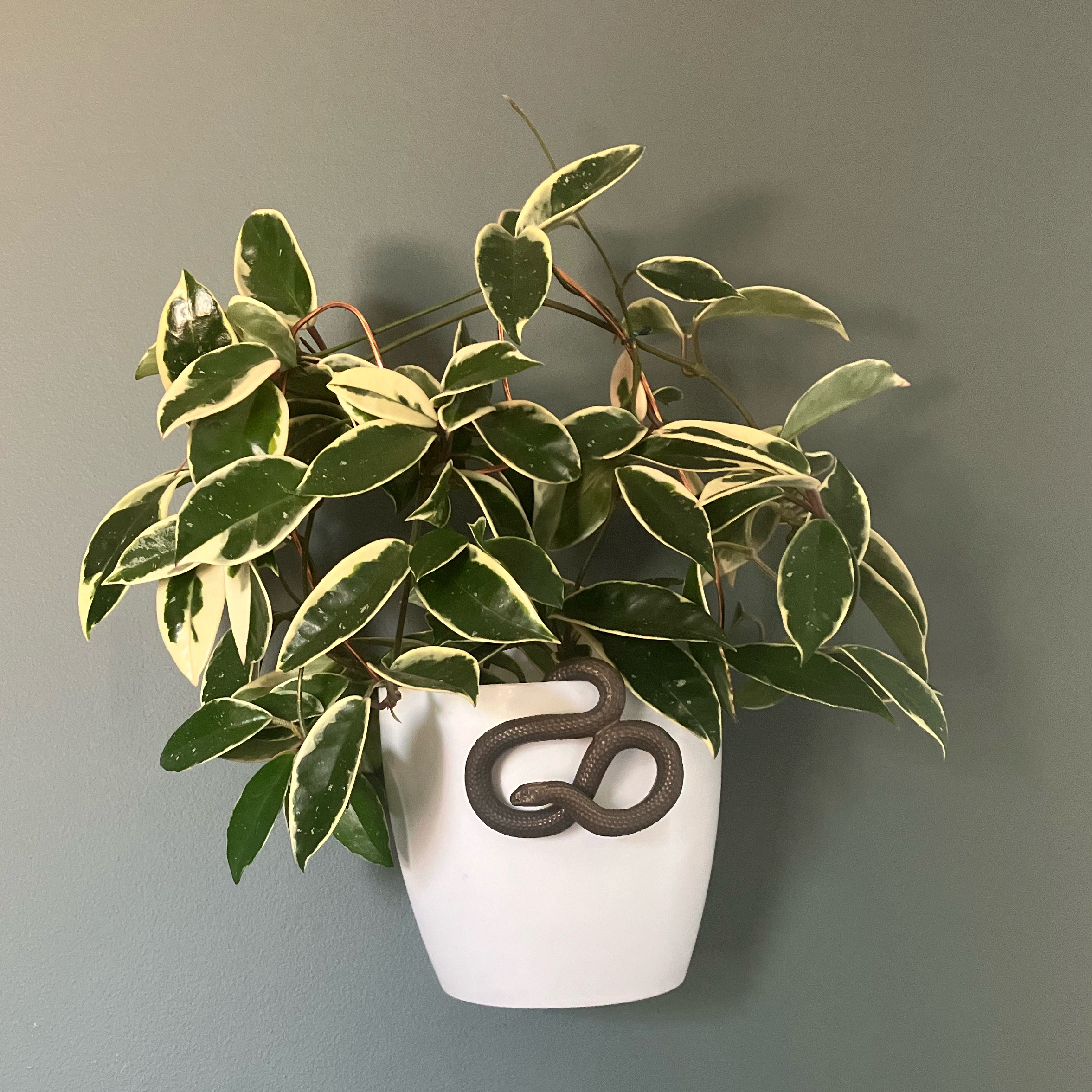 Hoya Carnosa Tricolor plant in a white pot against a plain background.