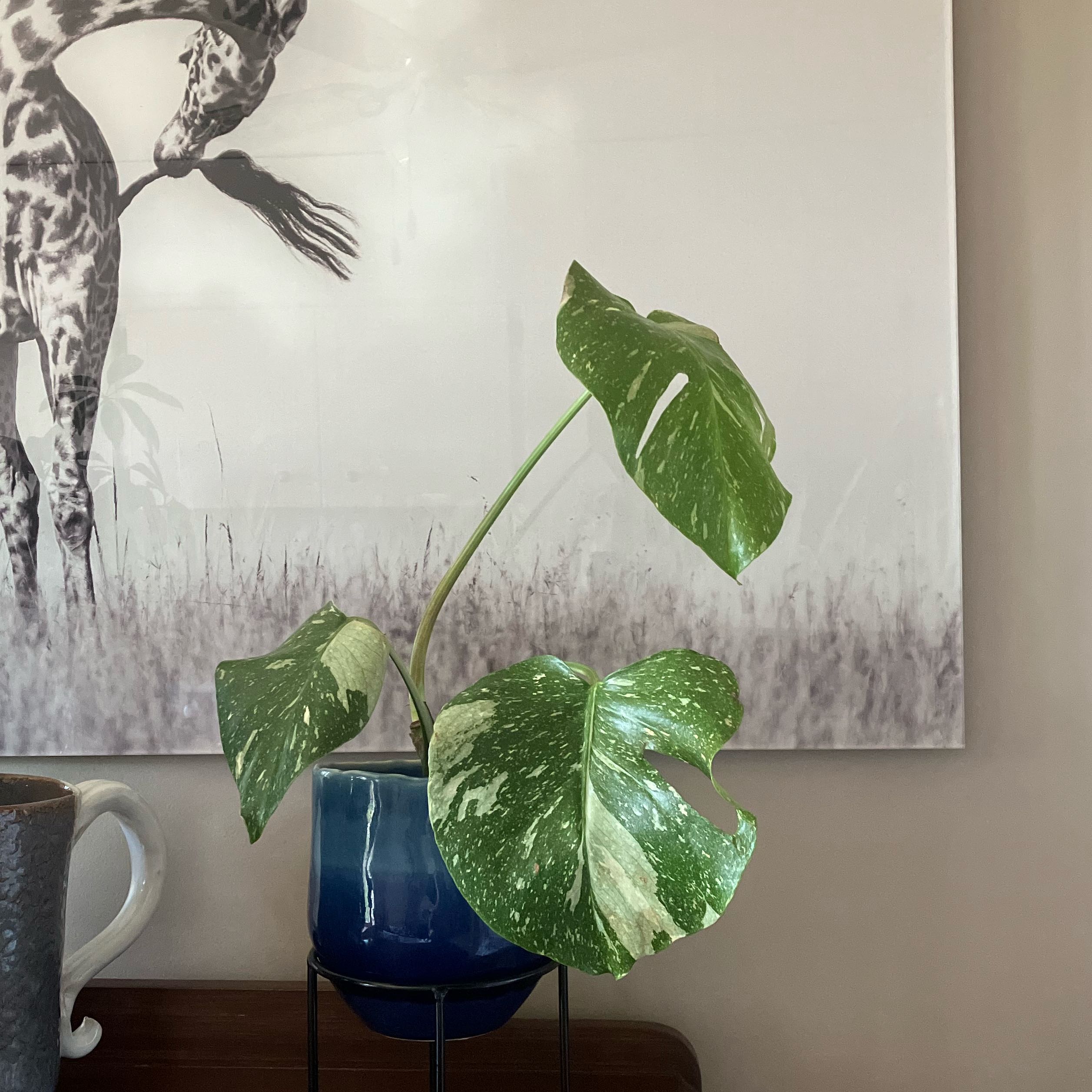 Monstera 'Albo' plant with variegated leaves in a blue pot, healthy appearance.