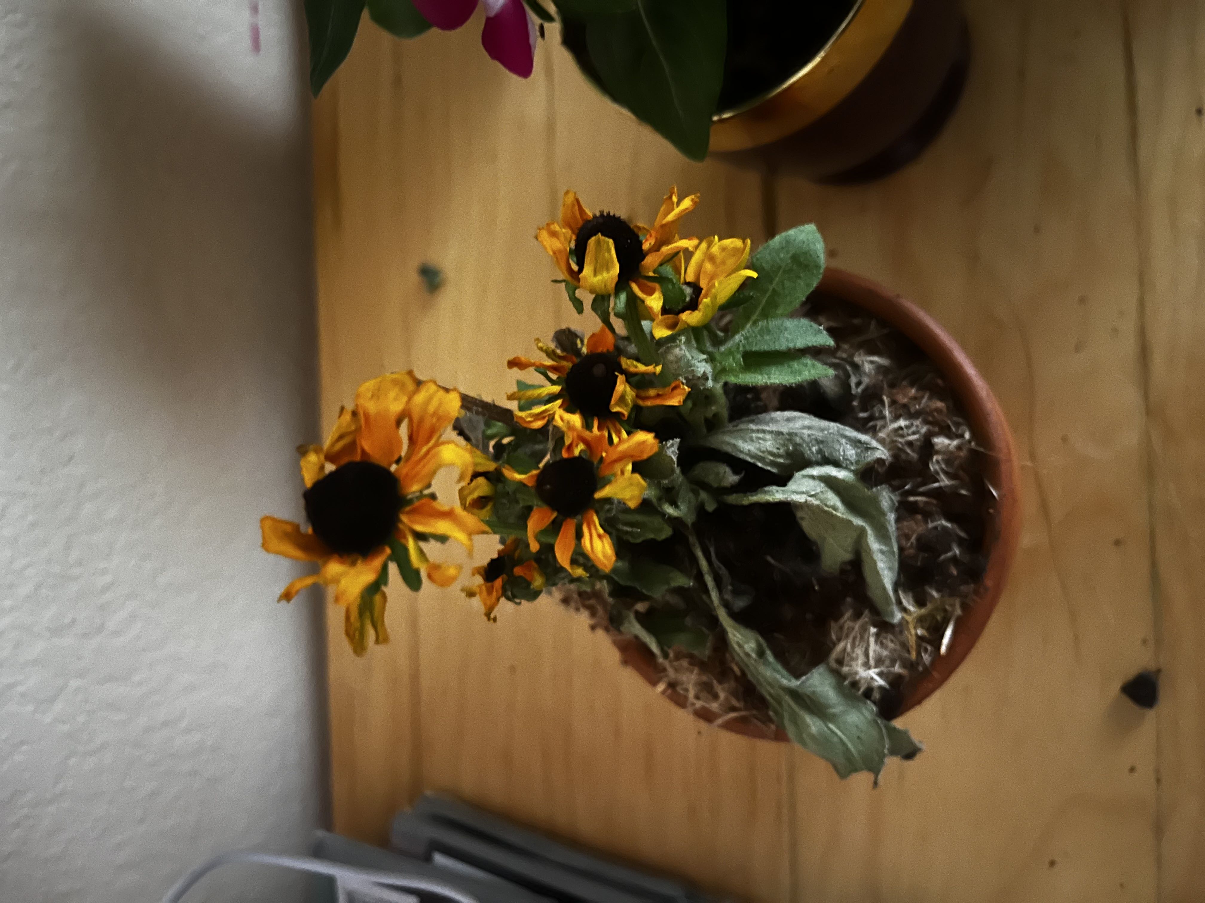 Photo from the post