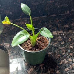 Tiny Dancer plant