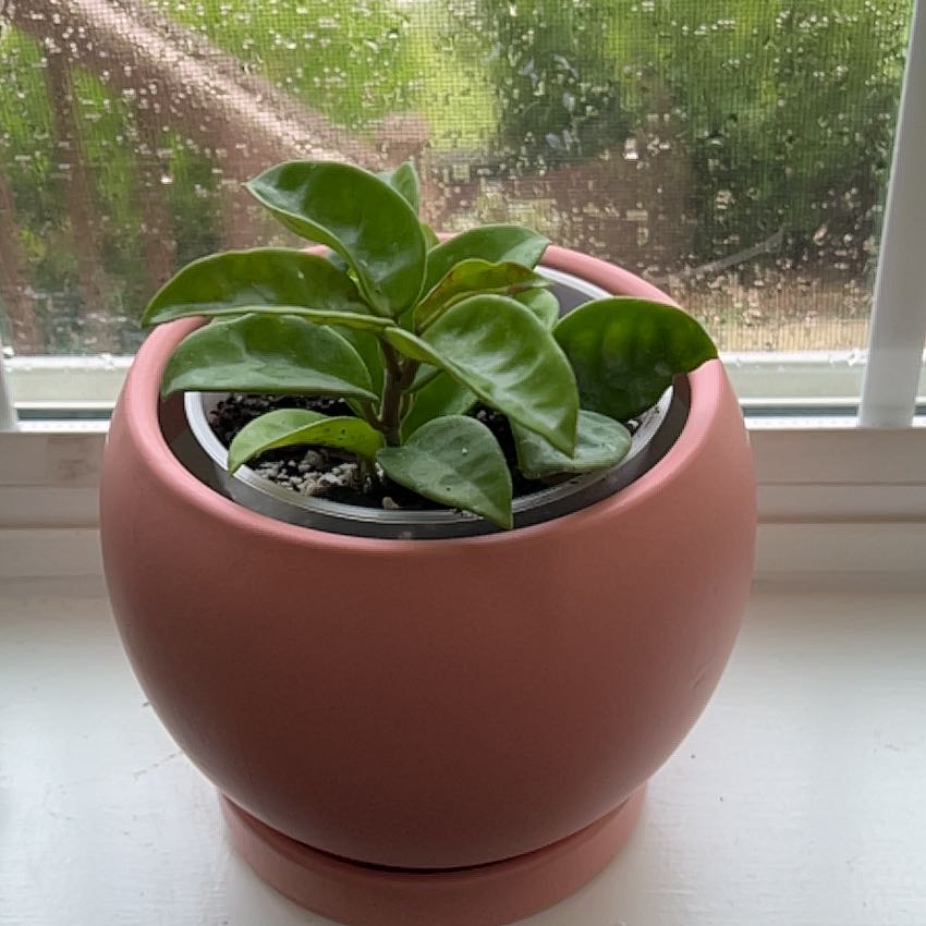 Hoya Carnosa Krinkle 8 plant in a pink pot on a windowsill, healthy green leaves.