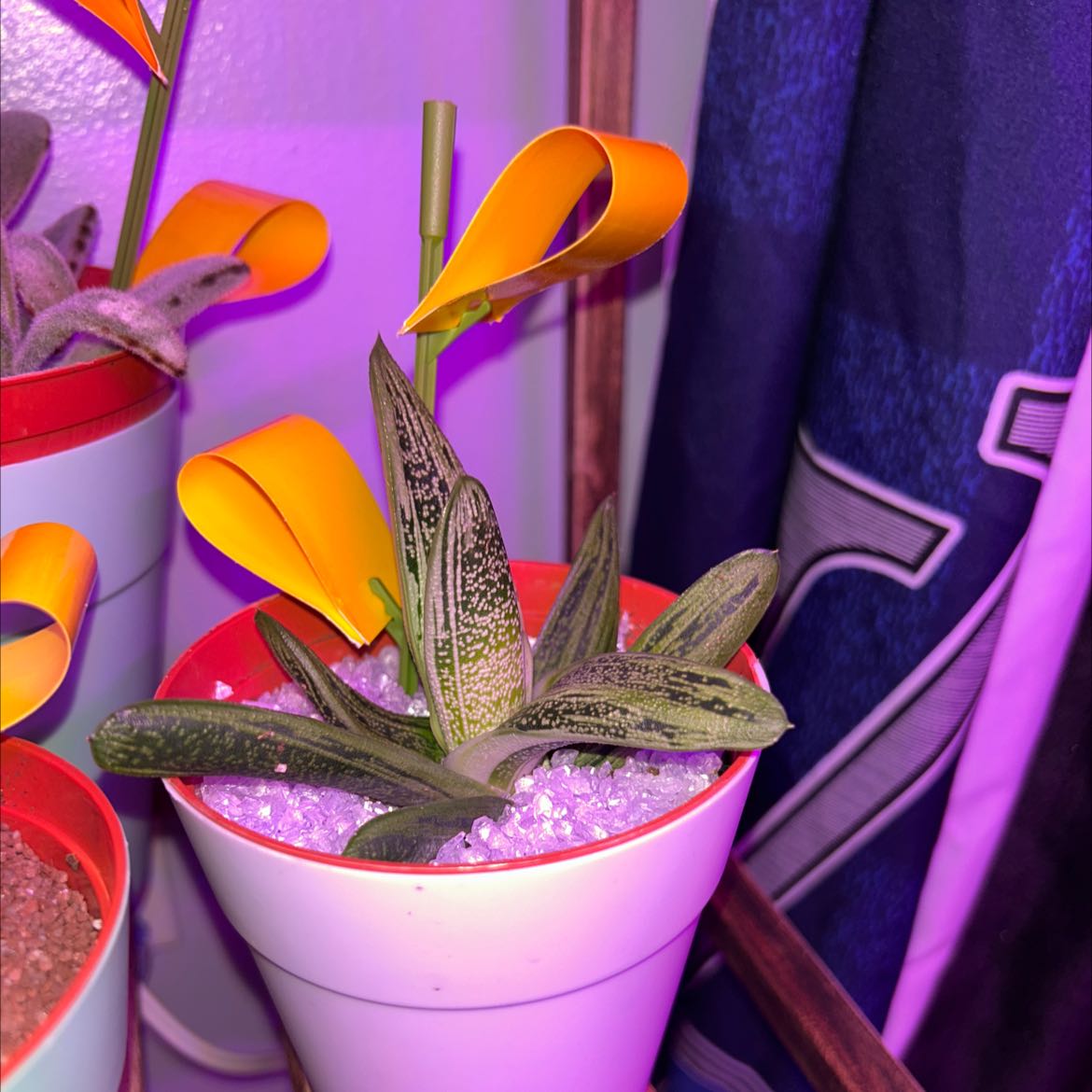 Gasteria 'Little Warty' plant in a pot with white pebbles, healthy leaves.