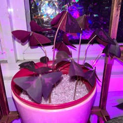 Purple Shamrocks plant