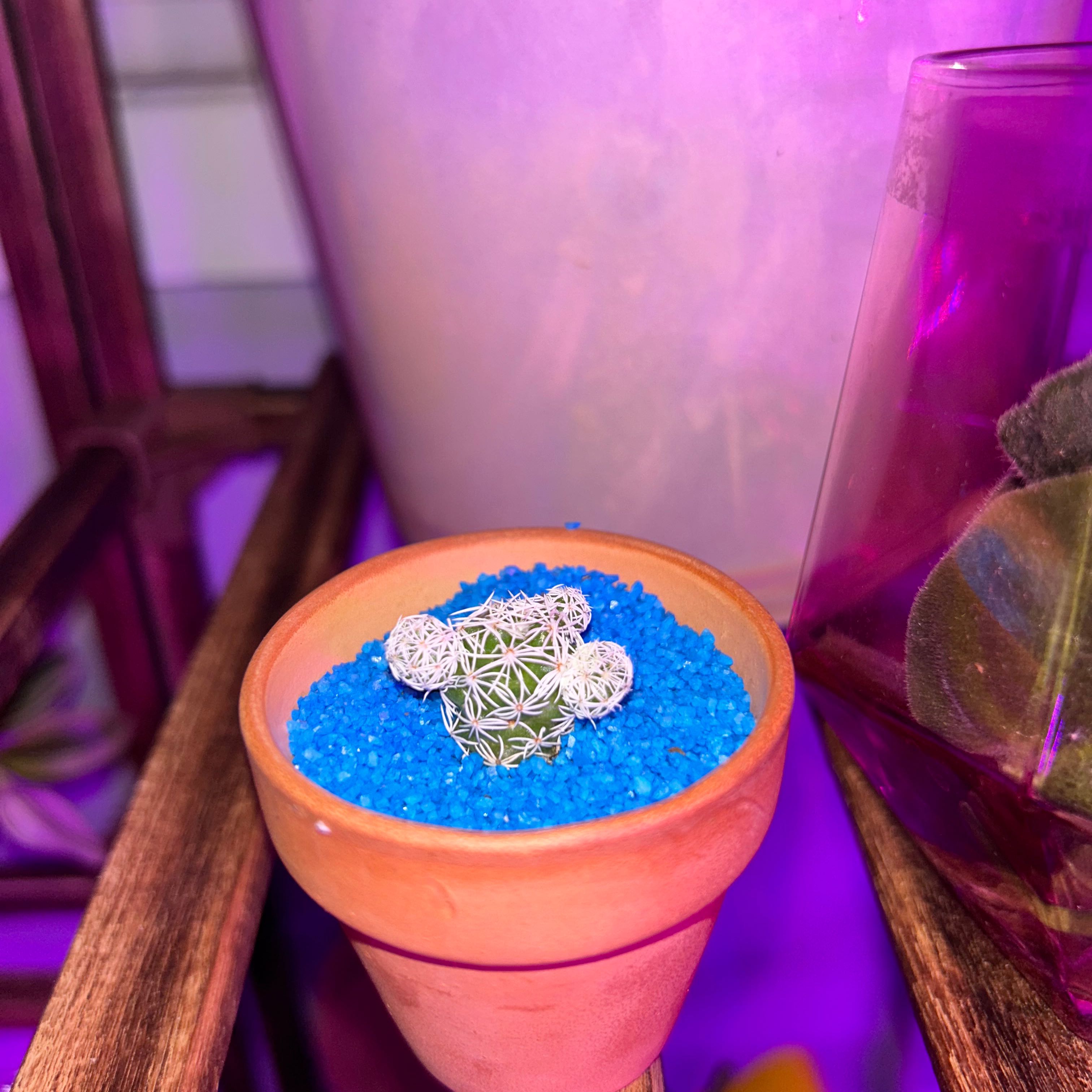 A Chihuahuan Beehive cactus in a terracotta pot with blue gravel, under purple lighting.