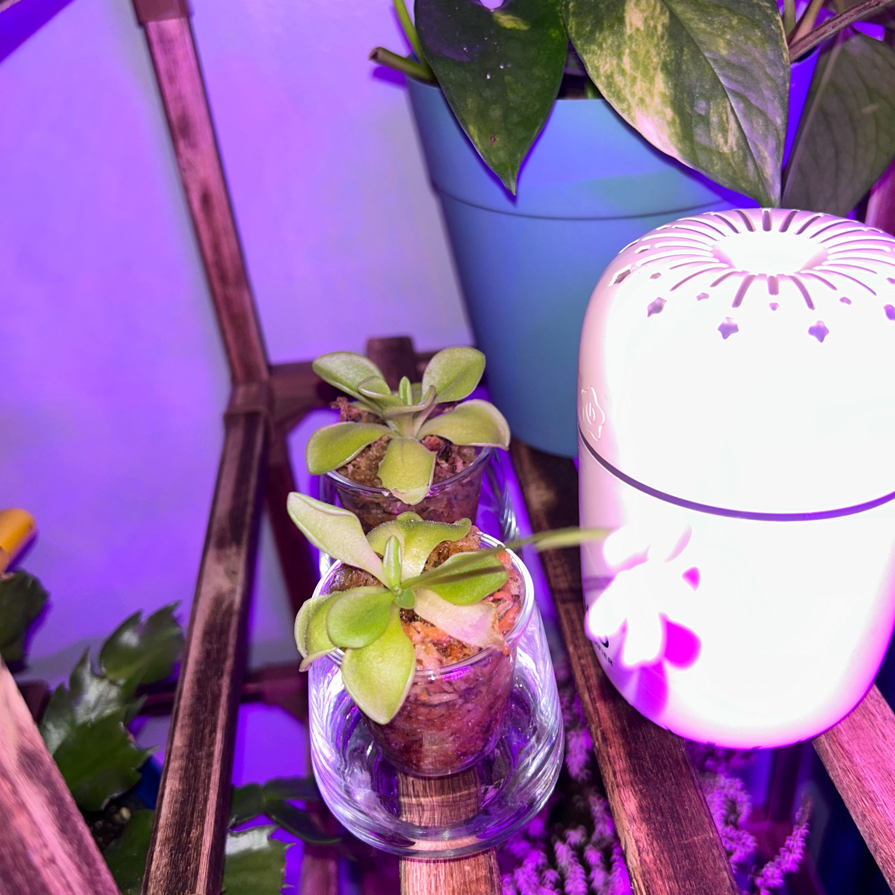 Photo of the plant species Marciano Butterwort by @QualifiedPhalsa named Huckleberry Fern on Greg, the plant care app