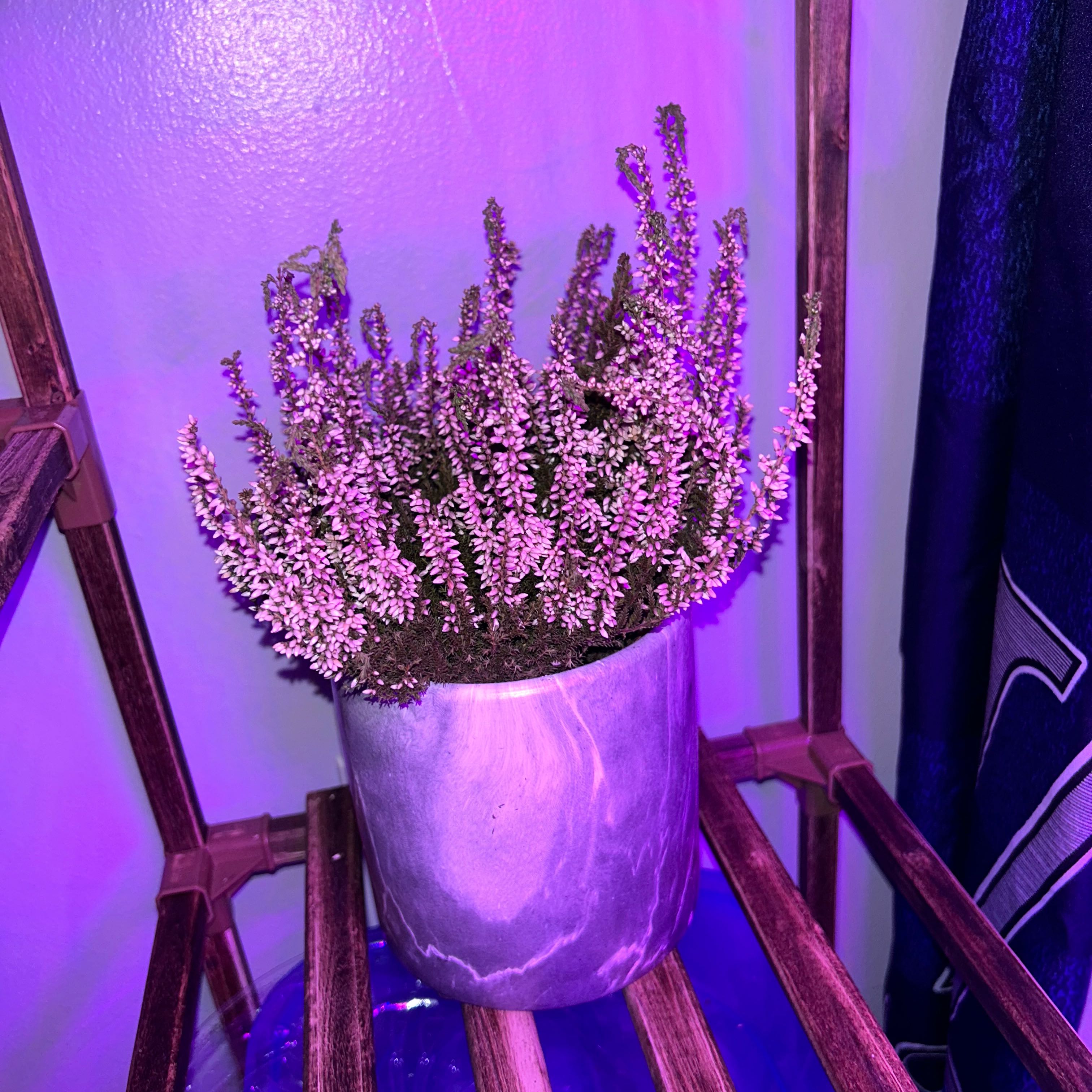 Potted Heather plant with small, dense clusters of flowers in a well-lit indoor environment.