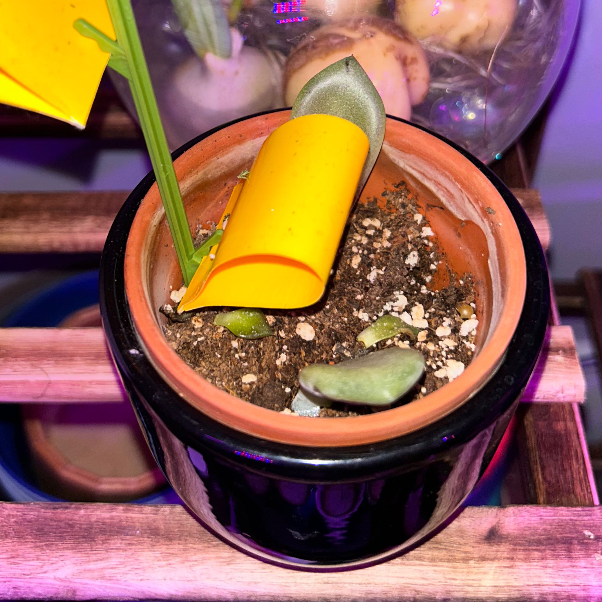 Photo of the plant species Echeveria 'Opalina' by @QualifiedPhalsa named Bruce Lee on Greg, the plant care app