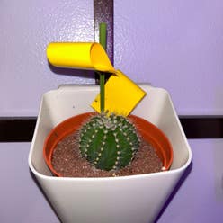 Golden Barrel Cactus plant