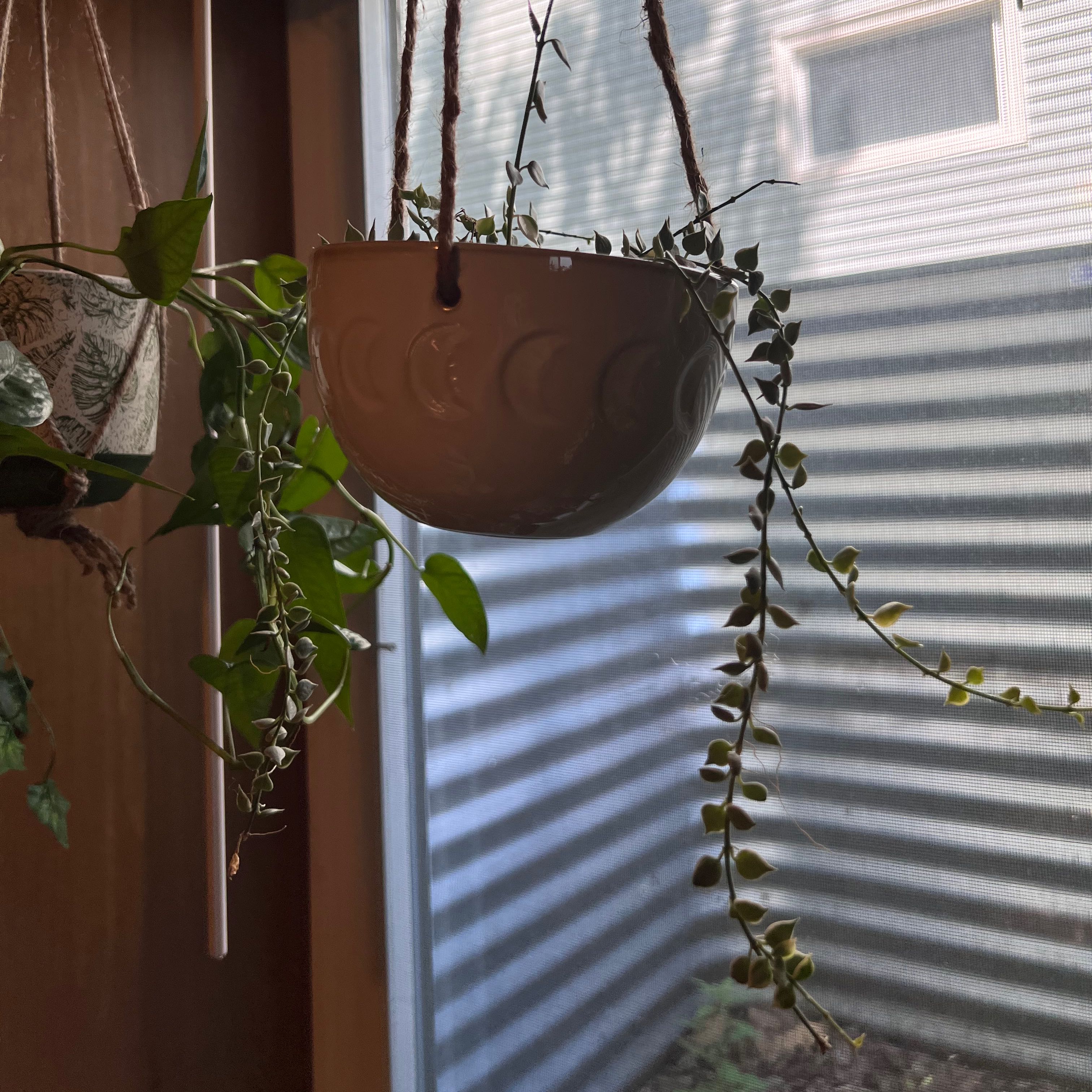 Hanging String of Nickels plant near a window, appears healthy.