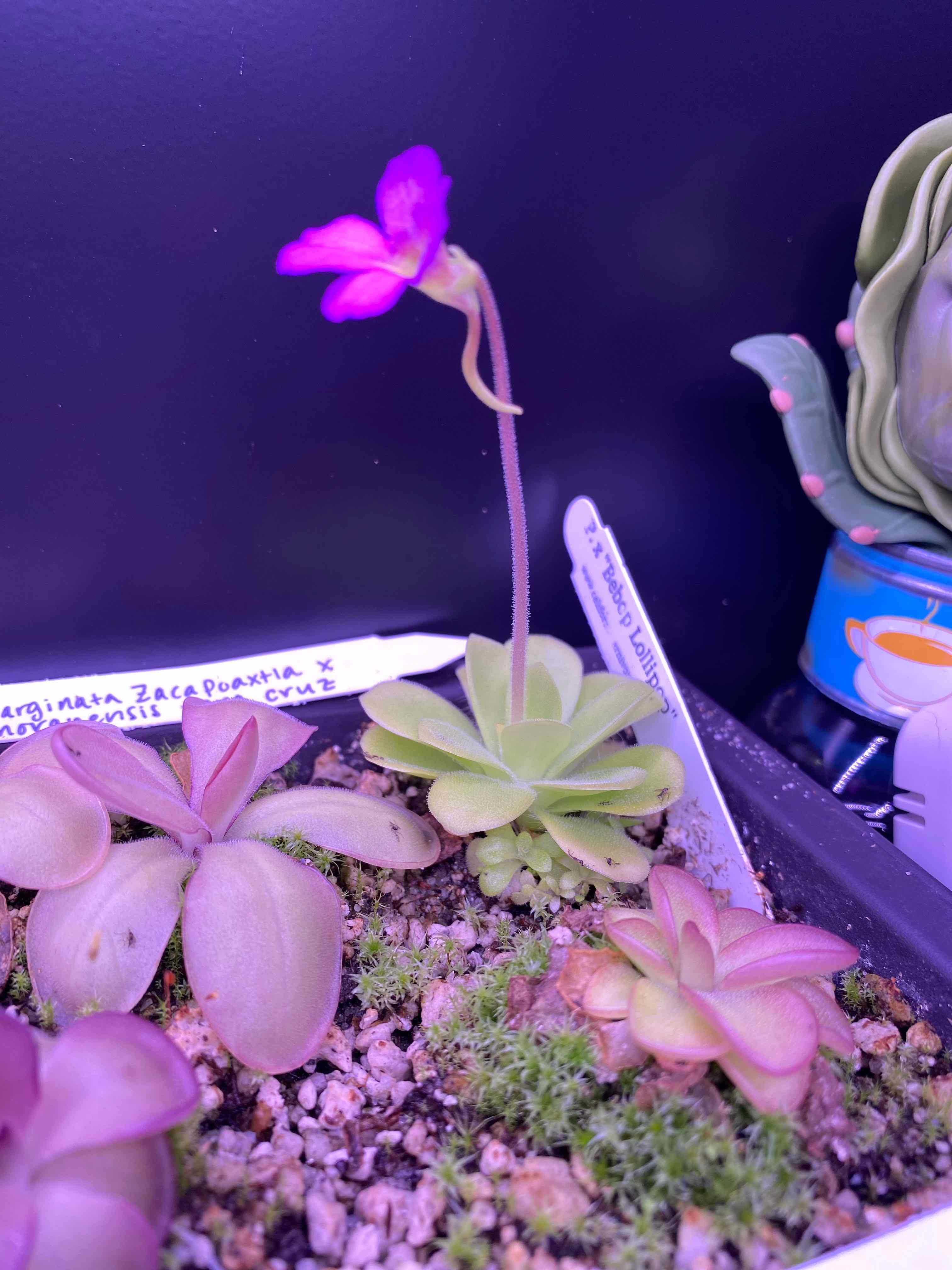 Plant care for Andong Bladderwort on Greg, the plant care app