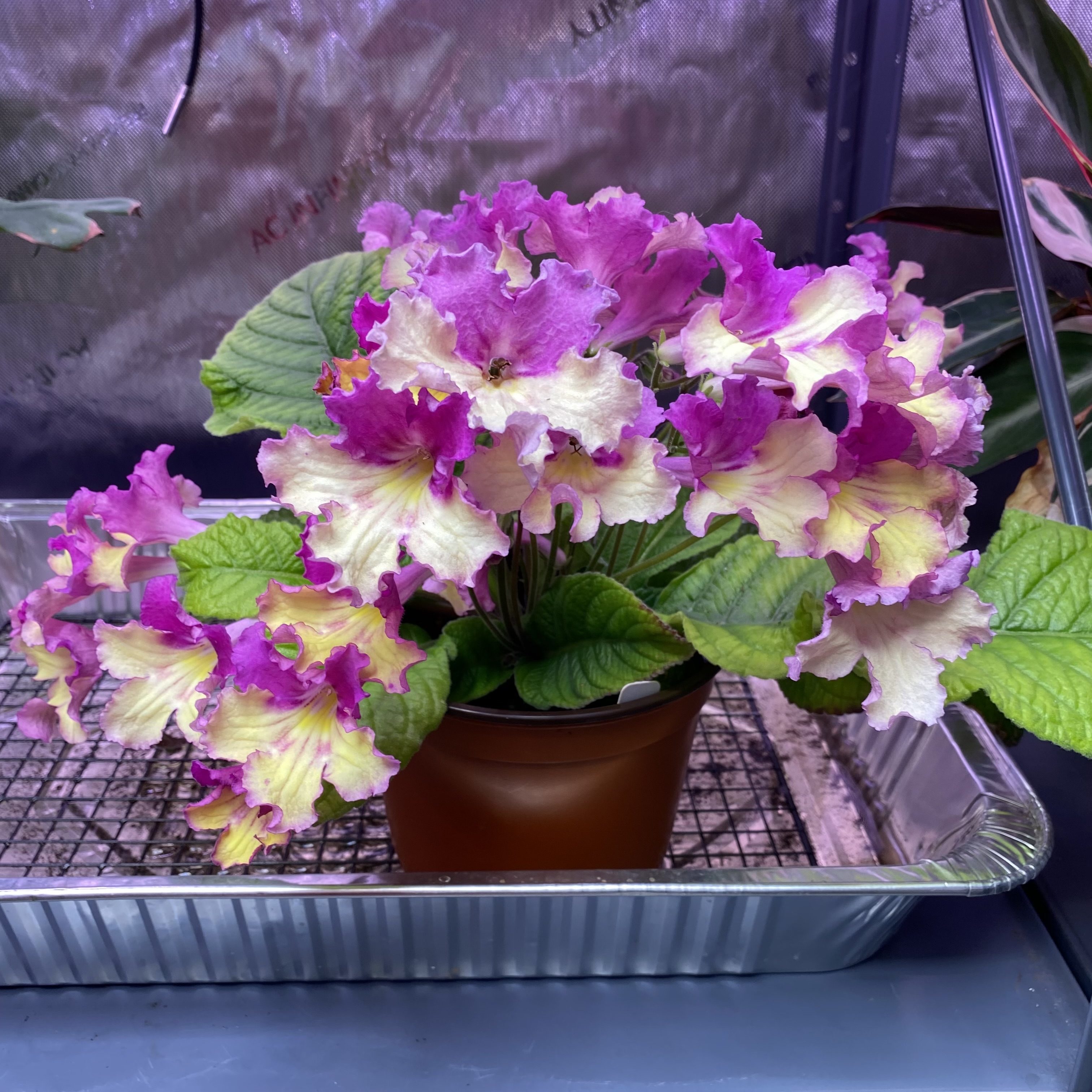 Streptocarpus