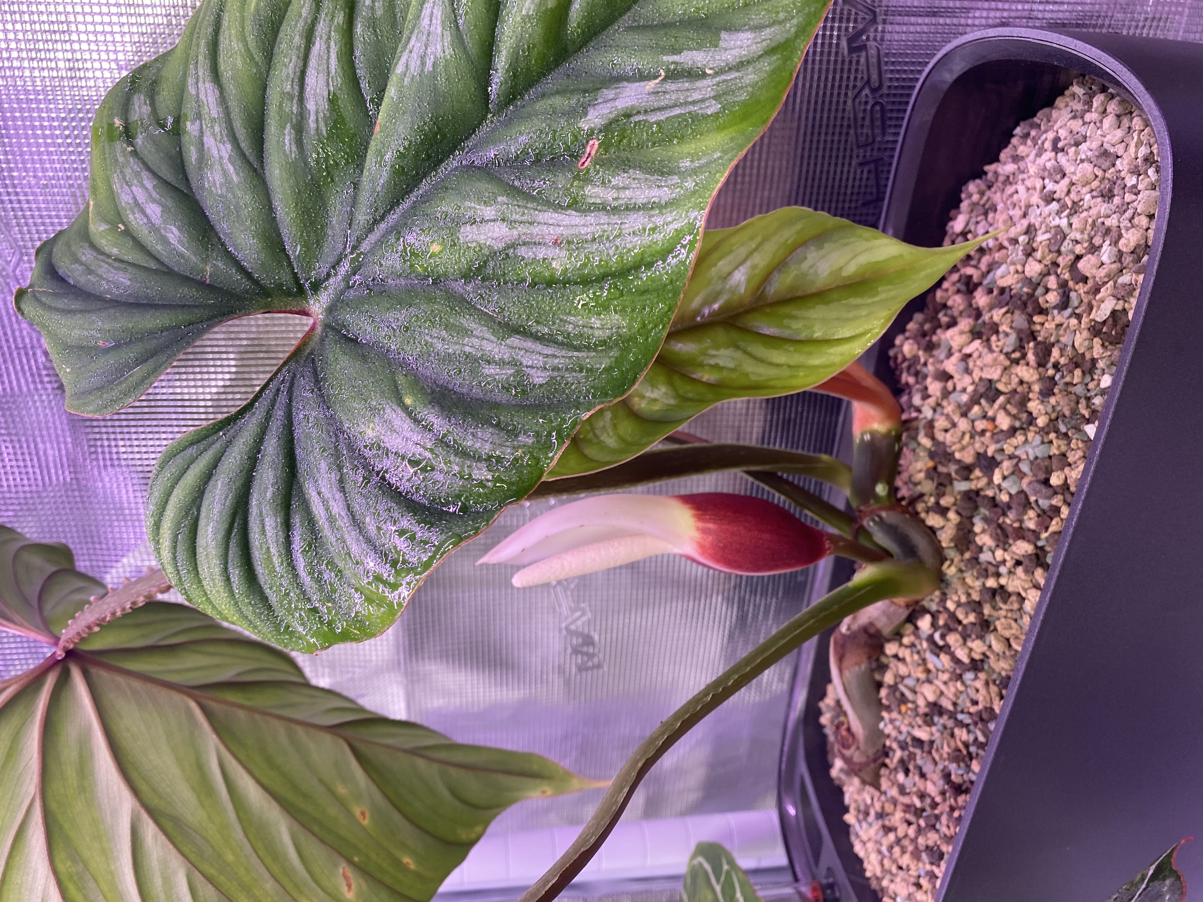 Philodendron plowmanii with large leaves and visible inflorescence in a pot with visible soil.