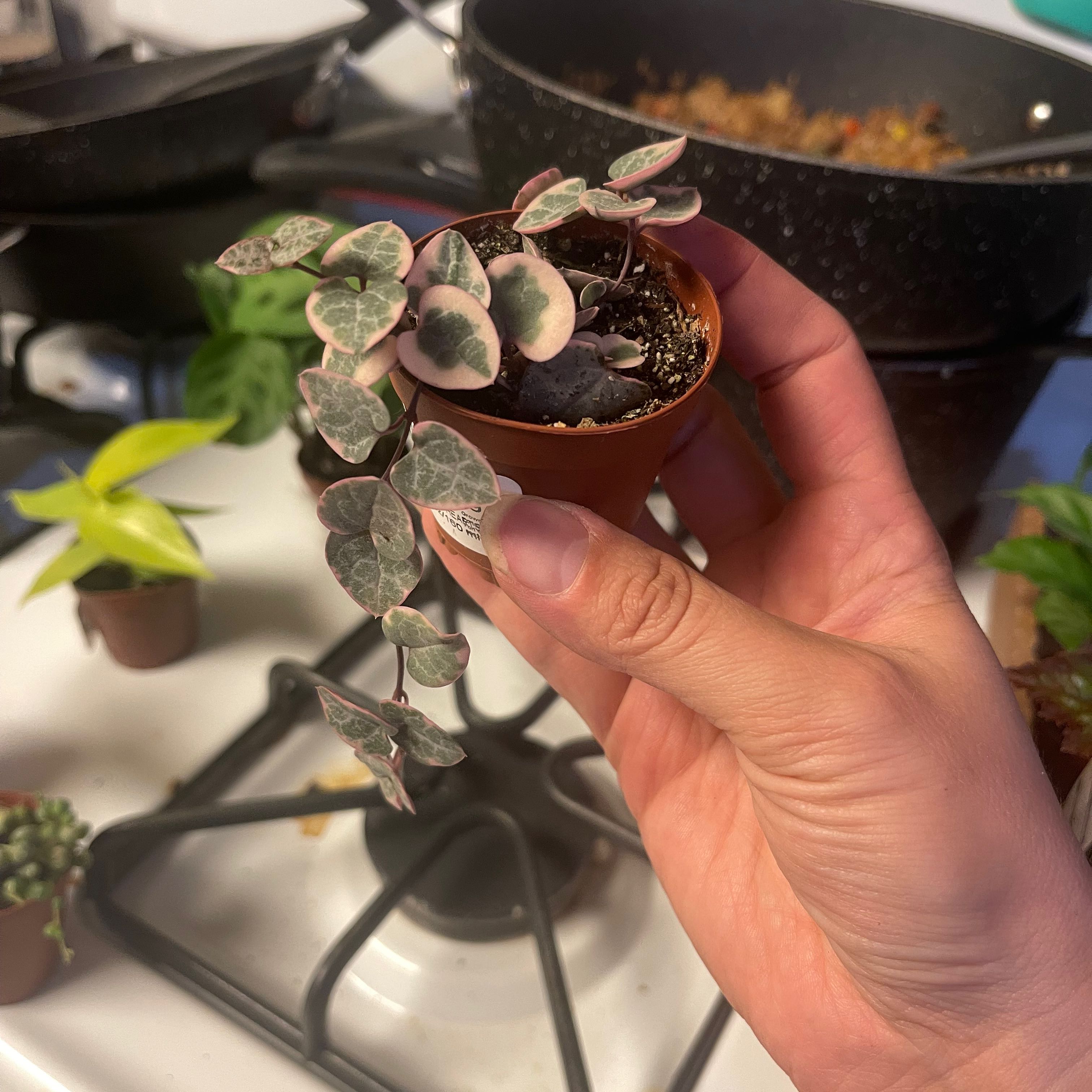 Hand holding a small potted variegated String of Hearts plant over a stove.