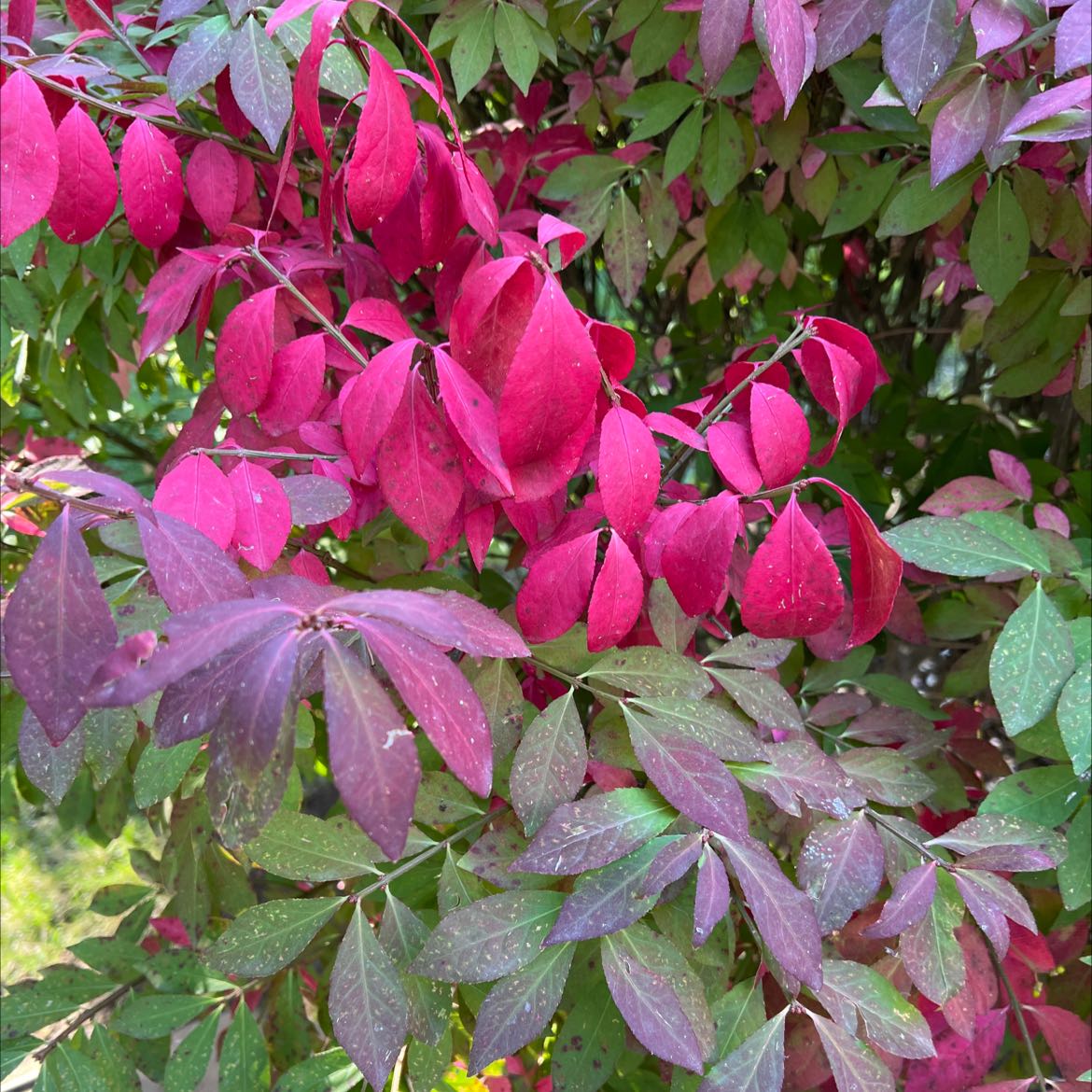Why Are My Burning Bush Leaves Dropping?