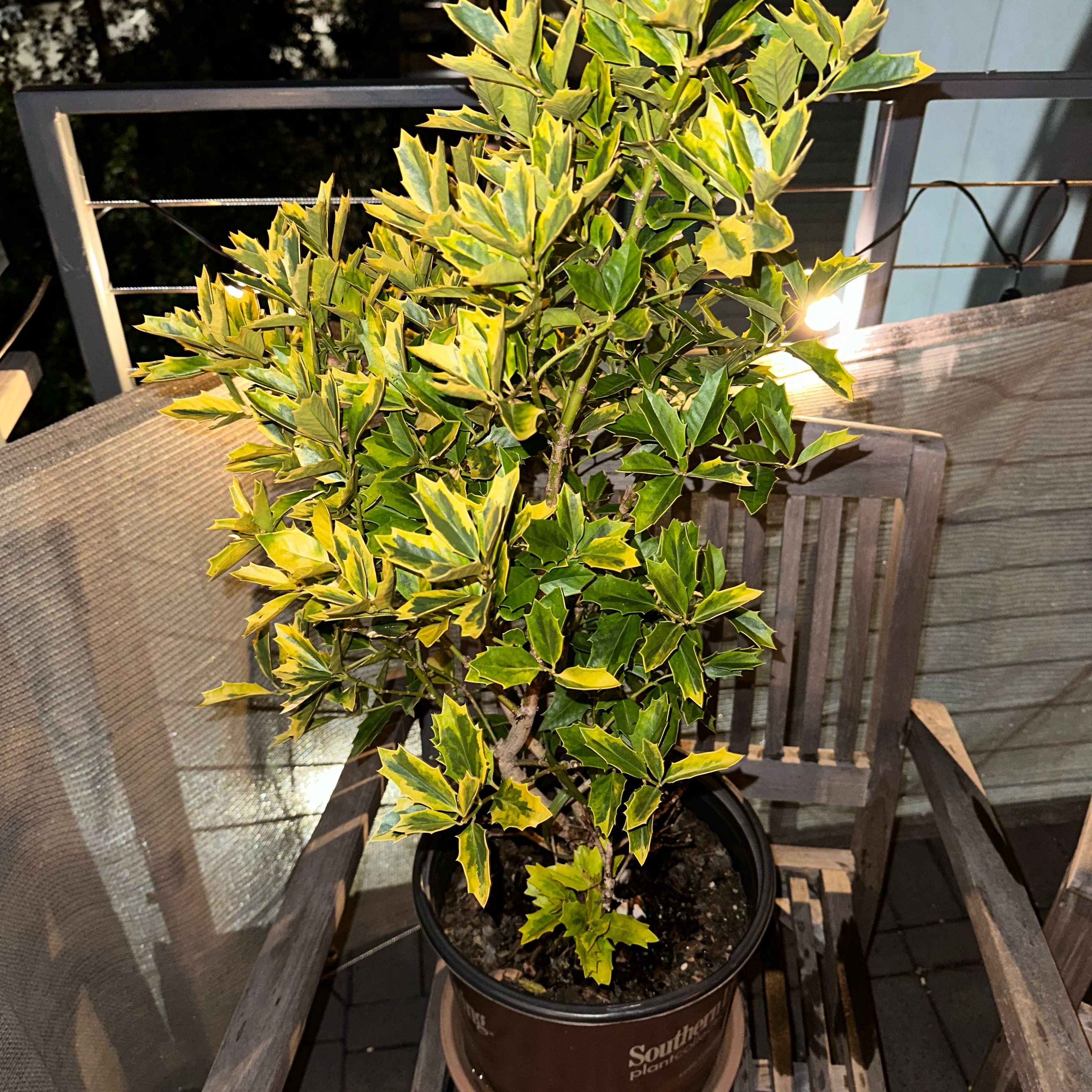 Photo of the plant species Oakland Holly by @mhudnell named Harper on Greg, the plant care app