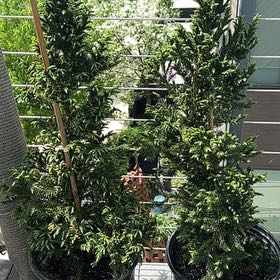 Photo of the plant species Cryptomeria 'Black Dragon' by @mhudnell named Mando on Greg, the plant care app