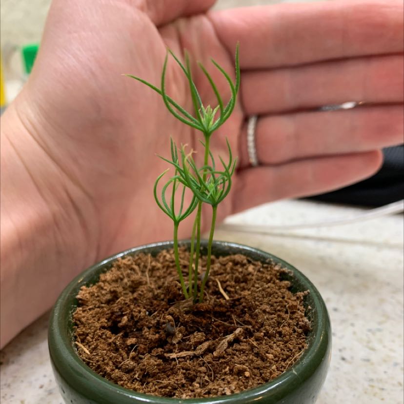 My Norway Spruce's Light Requirements