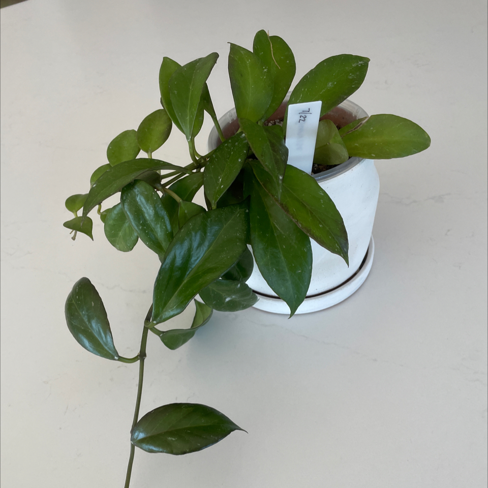 Hoya 'Sunrise' plant in a white pot with healthy green leaves.