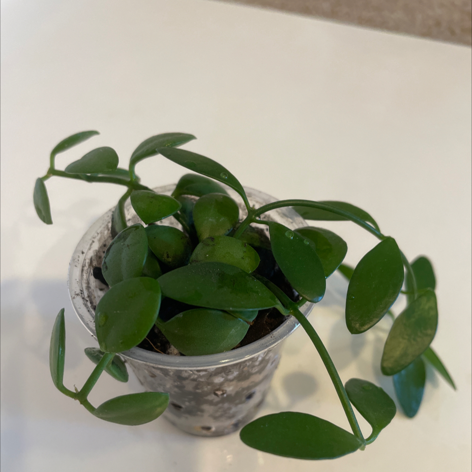 A healthy Dischidia imbricata plant in a small pot with visible soil.