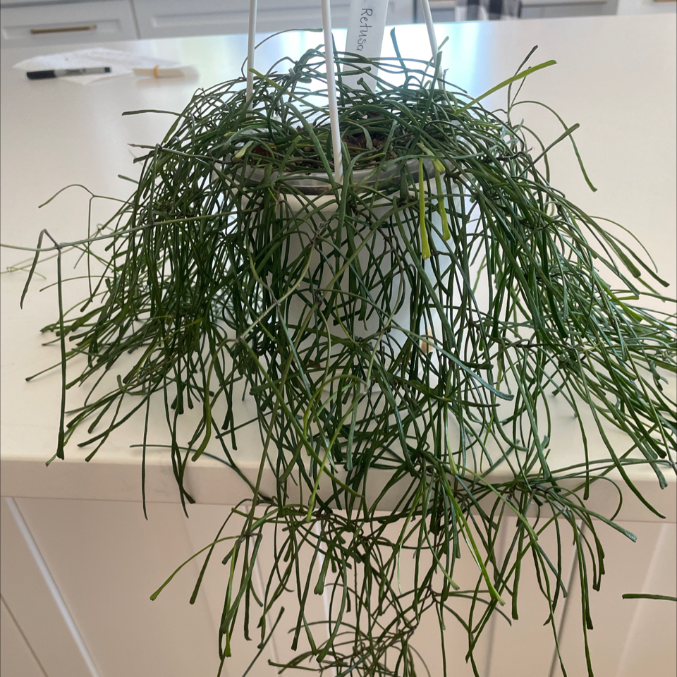 Hanging pot with a healthy Grass-leaved Hoya plant with long, slender green leaves.