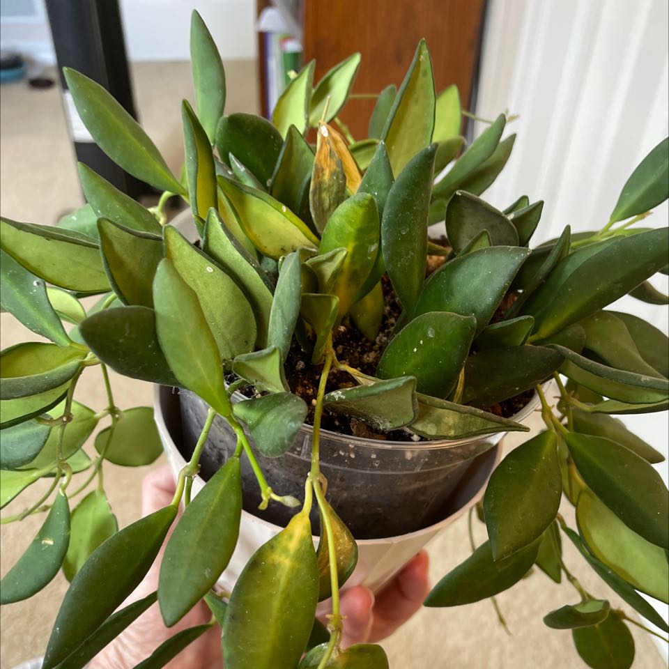 Hoya 'Burtoniae' plant in a pot with some yellowing and browning leaves, held by a hand.