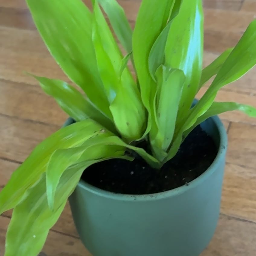Photo of the plant species Corn by @MajorTexassotol named Rainy on Greg, the plant care app