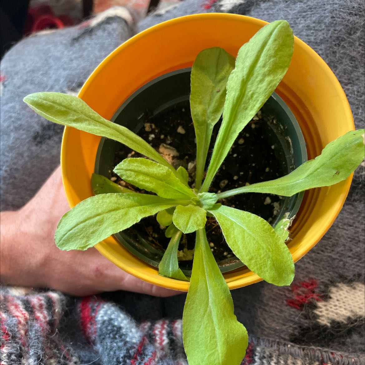 Potted Canadian Fleabane plant with green leaves in a yellow pot.