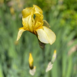 Yellow Iris plant in Circle Pines, Minnesota