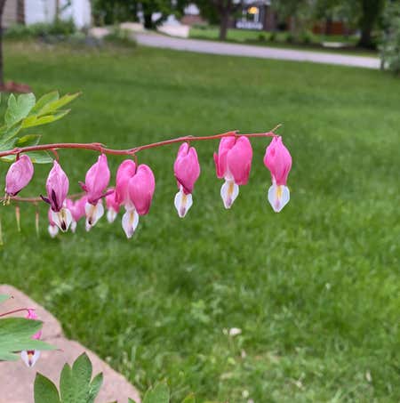 Photo of the plant species Bleeding Heart by Caredforhopsage named Surya on Greg, the plant care app