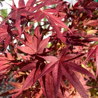 Japanese Maple plant in Circle Pines, Minnesota