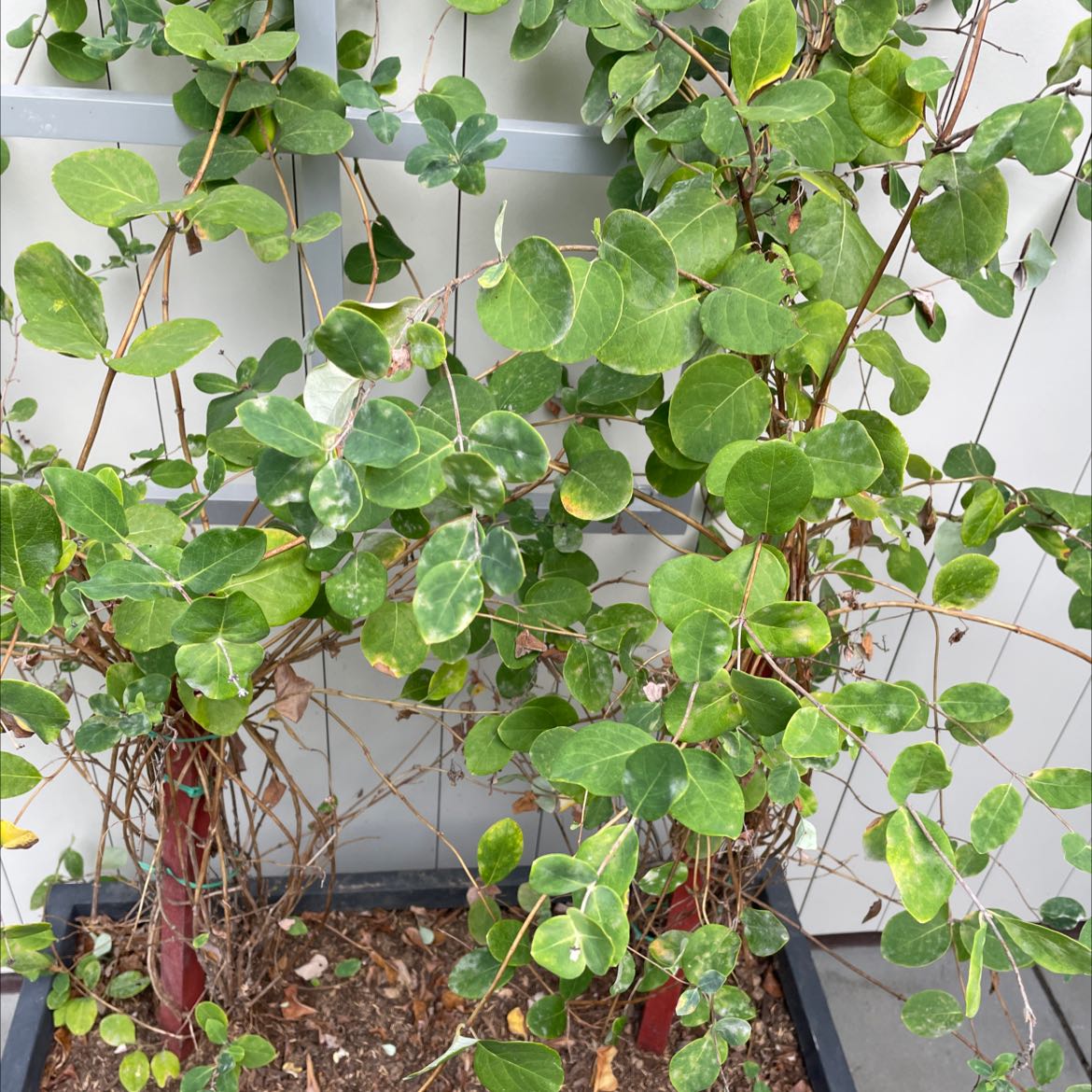 Why Are There Black Spots on My Coral Honeysuckle Leaves?