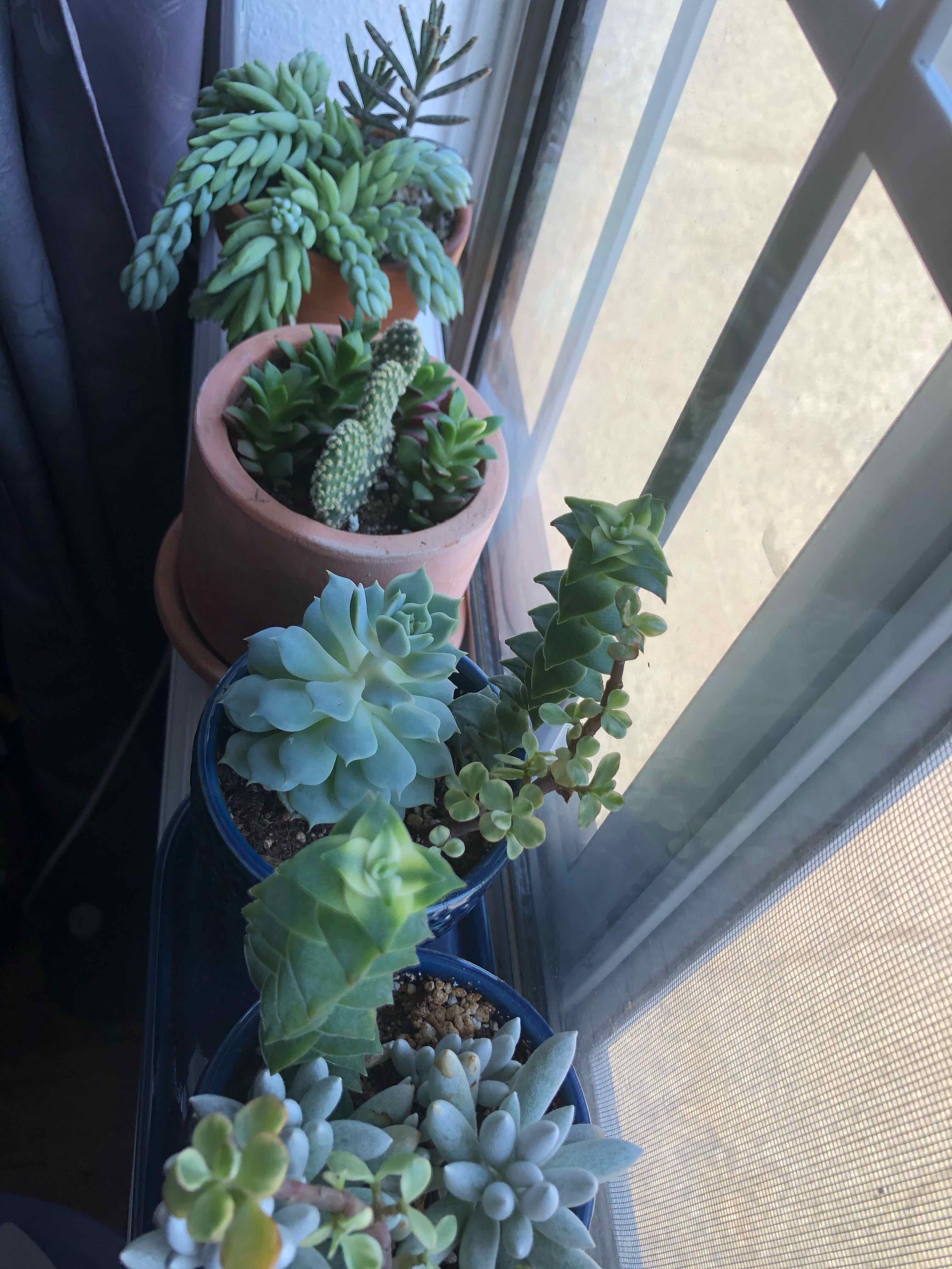 Multiple potted succulents on a windowsill, including Echeveria 'Morning Beauty'.