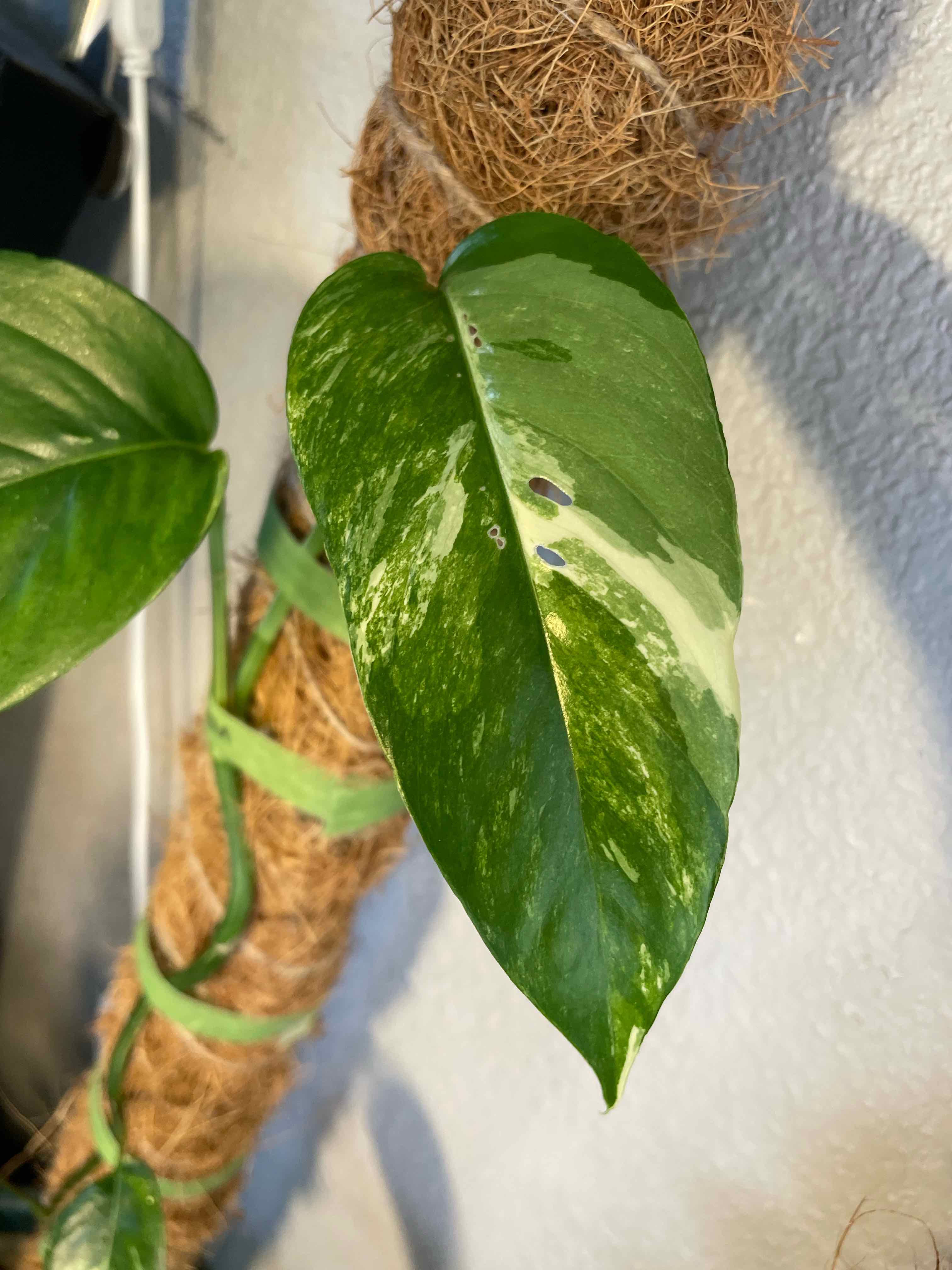 Albo Epipremnum Pinnatum leaf with variegation and black spots.