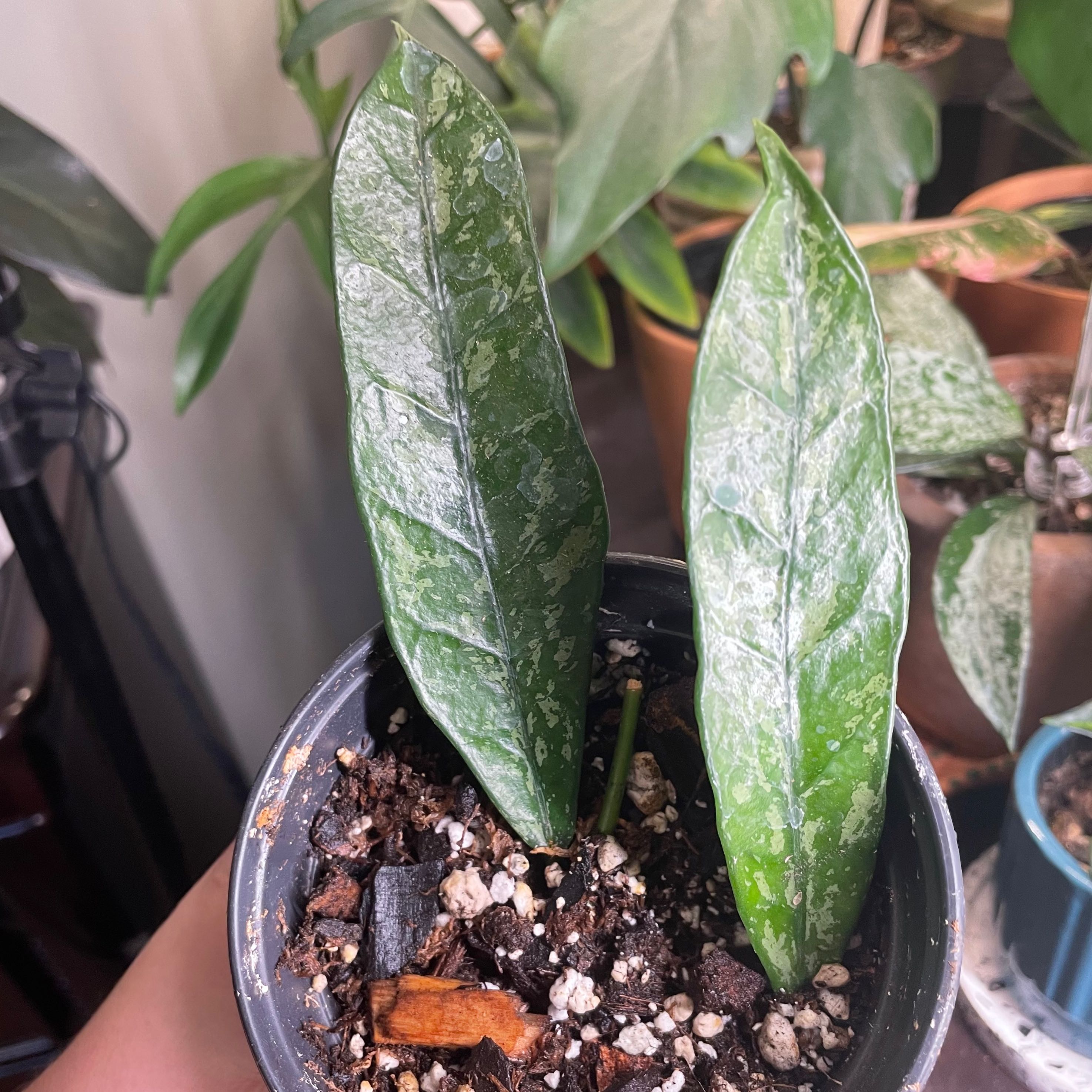 Photo of the plant species Hoya griffithii by @Anah7077 named Deuce on Greg, the plant care app